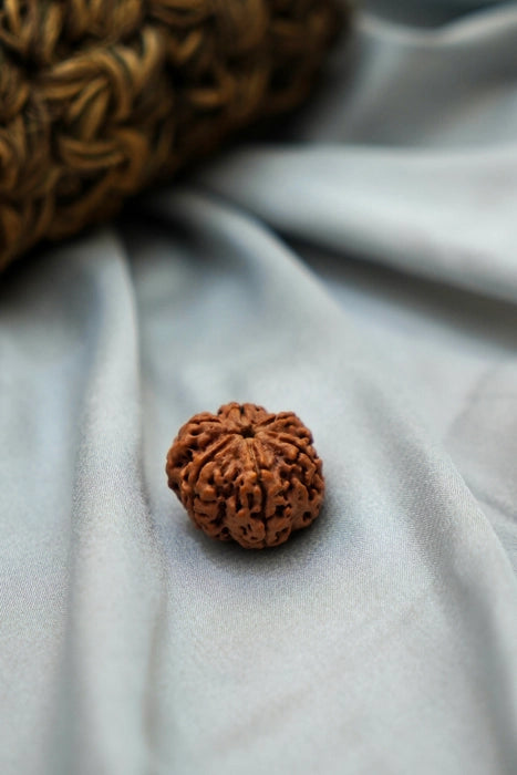 Authentic 6 mukhi rudraksha
