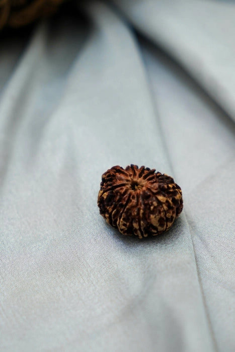 11 Mukhi Rudraksha