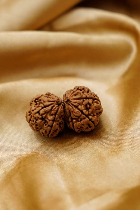 Gauri Shankar Rudraksha
