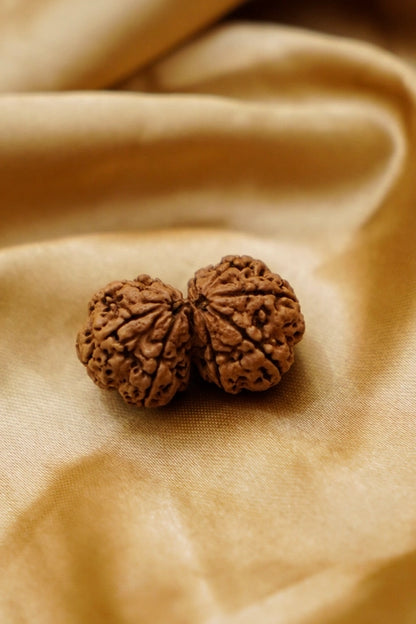 Gauri Shankar Rudraksha