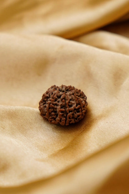 8 Mukhi Rudraksha
