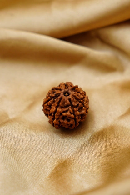 7 Mukhi Rudraksha