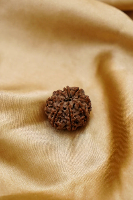 8 Mukhi Rudraksha