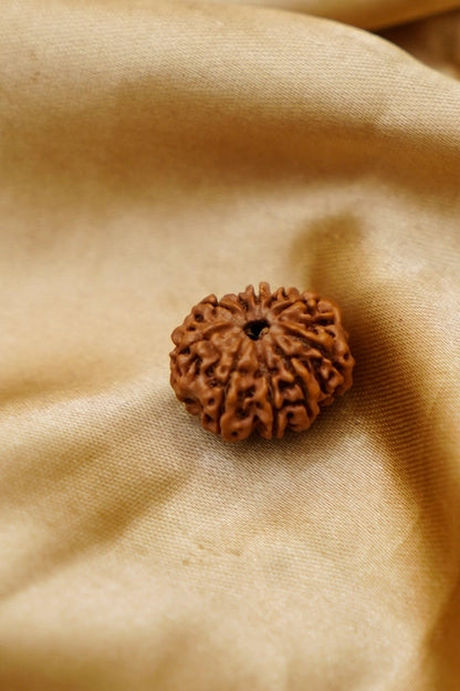 9 Mukhi Rudraksha