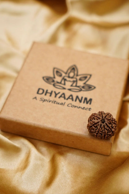 8 Mukhi Rudraksha