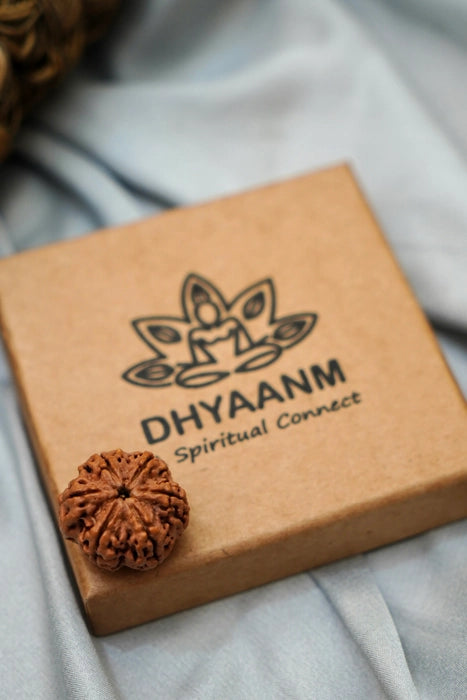 Original 6 mukhi rudraksha