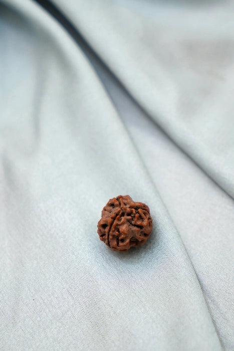 3 mukhi rudraksha