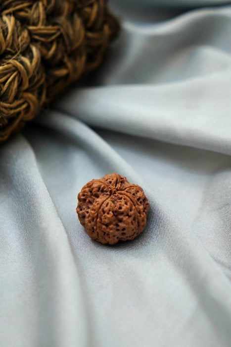 5 Mukhi Rudraksha