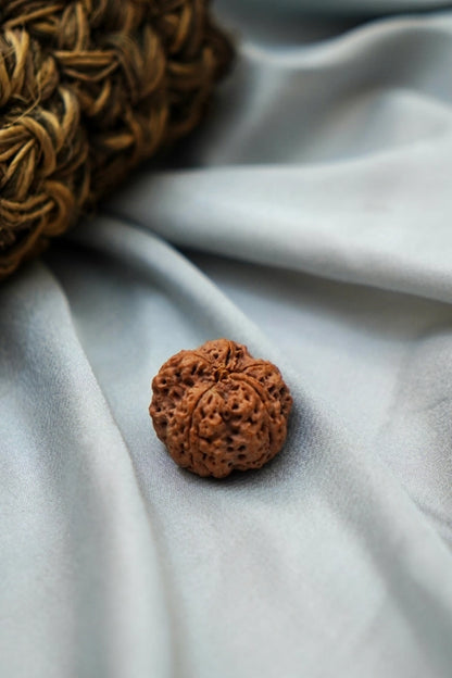 5 Mukhi Rudraksha
