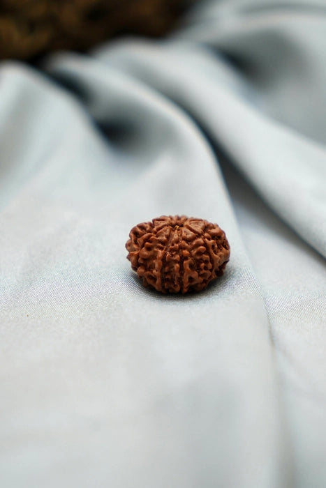 10 Mukhi Rudraksha