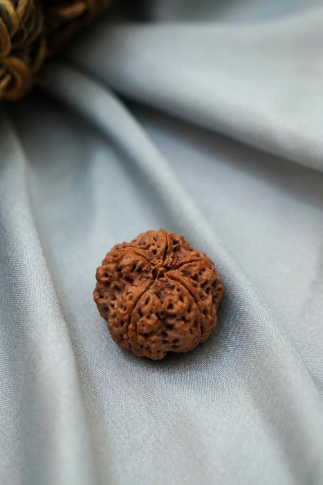 5 Mukhi Rudraksha