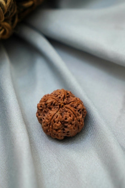 5 Mukhi Rudraksha