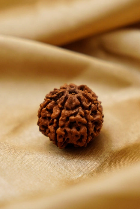 7 Mukhi Rudraksha