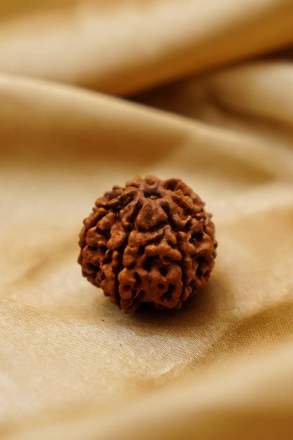 7 Mukhi Rudraksha