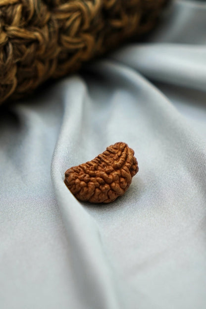 Kaju dana rudraksha