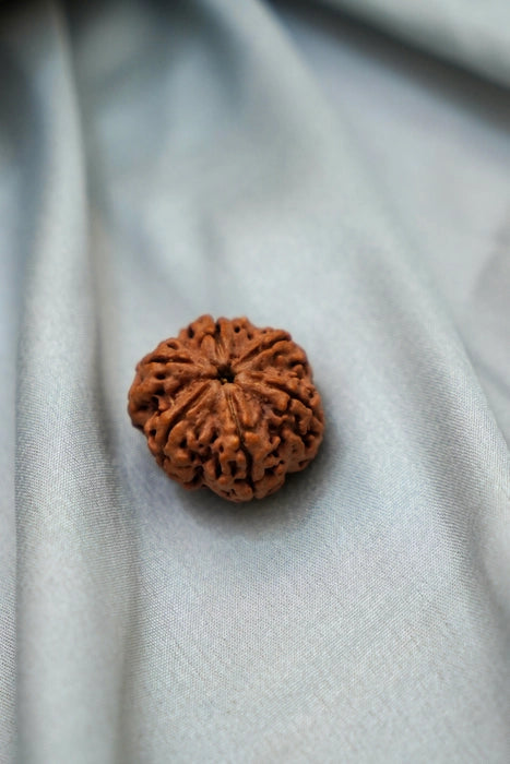 6 Mukhi Rudraksha