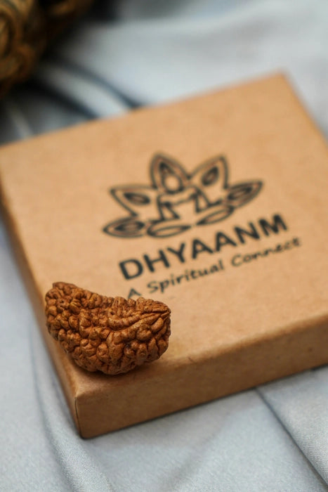1 mukhi kaju dana rudraksha