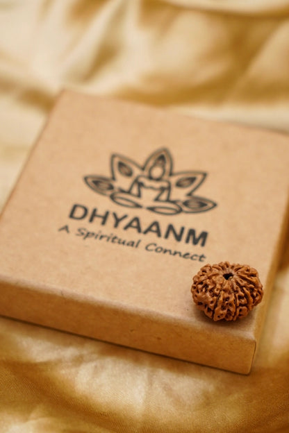 9 Mukhi Rudraksha