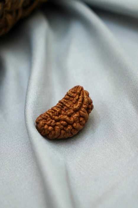 1 Mukhi rudraksha