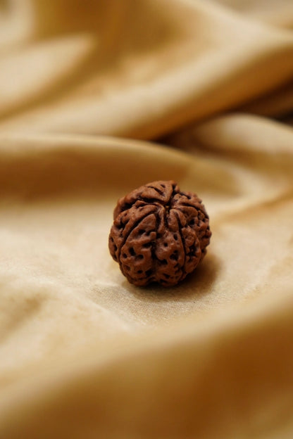 5 Mukhi Rudraksha