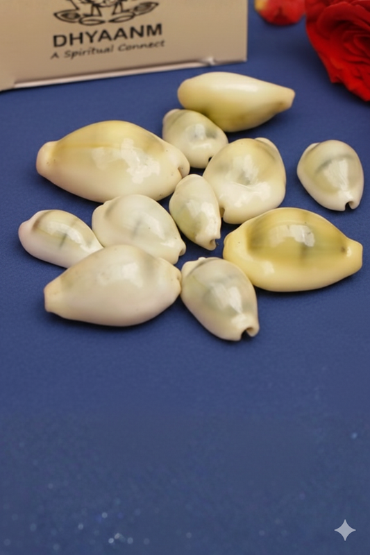 Kaudi – Cowrie Shells