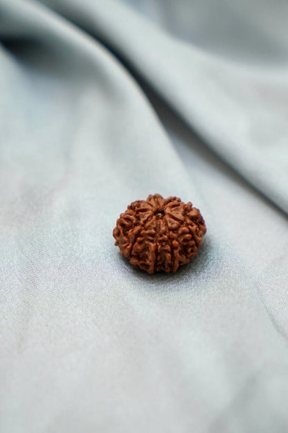 10 Mukhi Rudraksha