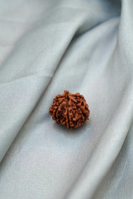 6 mukhi rudraksha bead