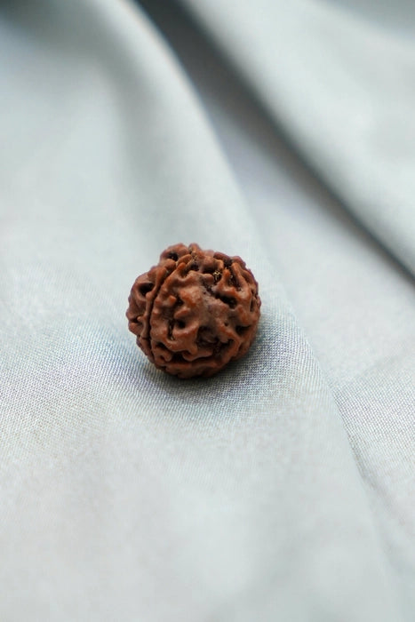 Original 3 mukhi rudraksha