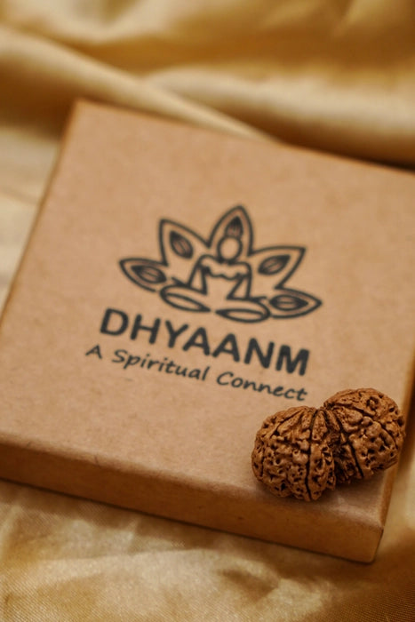 Gauri Shankar Rudraksha