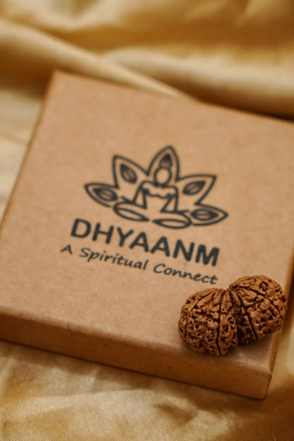 Gauri Shankar Rudraksha