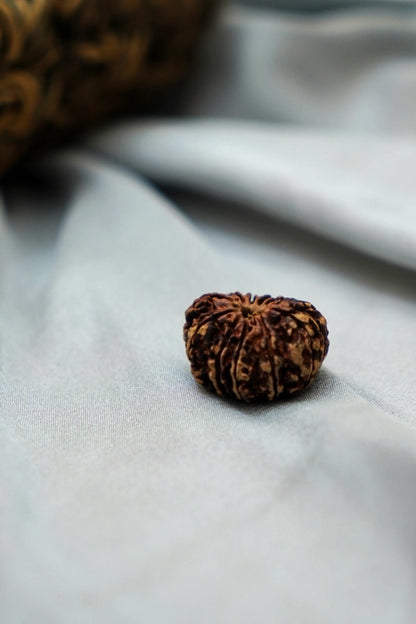 11 Mukhi Rudraksha