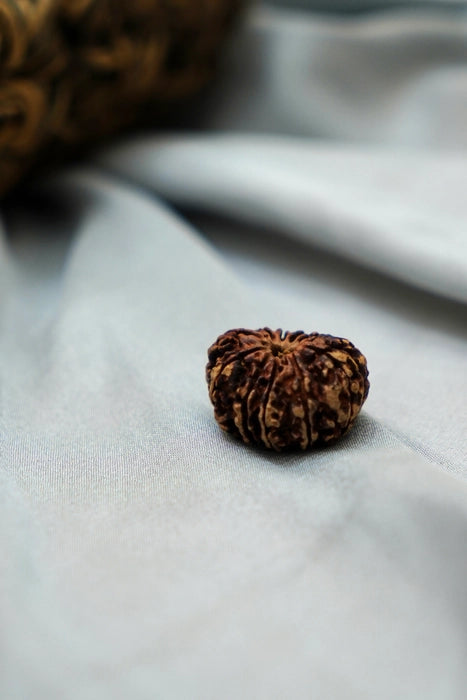11 Mukhi Rudraksha