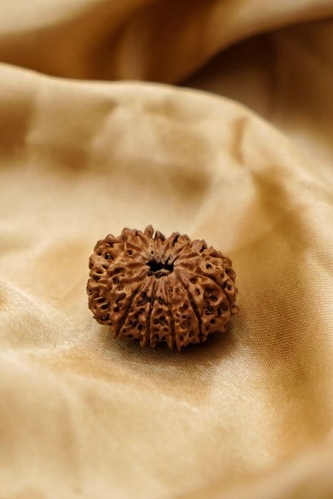 12 Mukhi Rudraksha