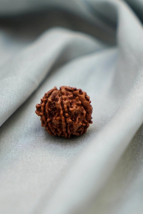 6 mukhi nepali rudraksha 