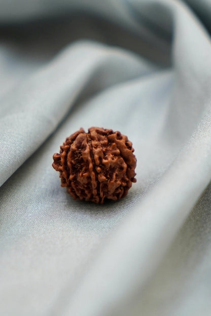 6 mukhi nepali rudraksha 