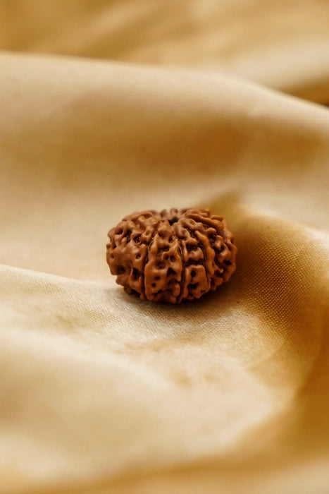 9 Mukhi Rudraksha