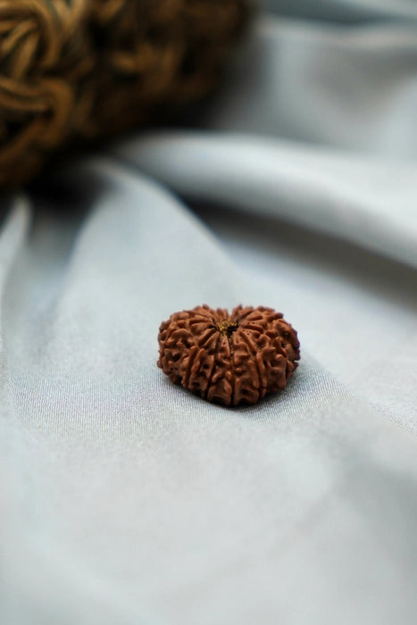 13 Mukhi Rudraksha