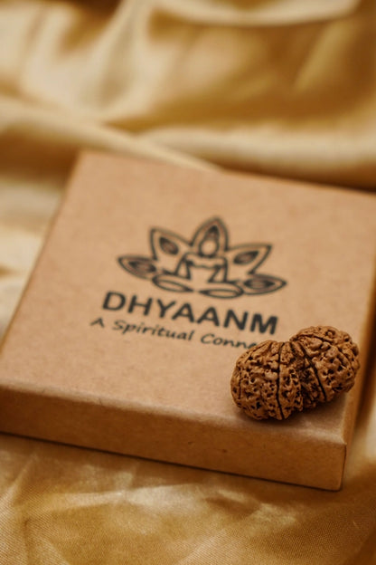 Gauri Shankar Rudraksha