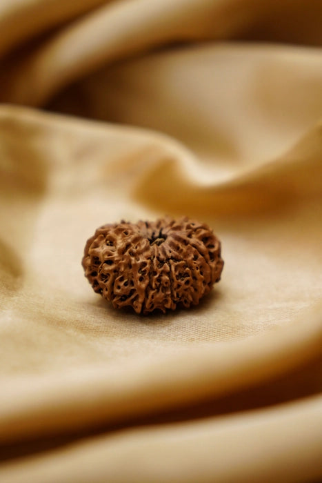 12 Mukhi Rudraksha