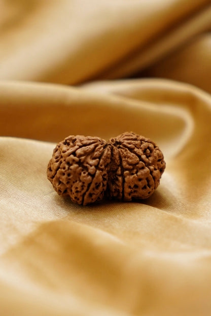 Gauri Shankar Rudraksha