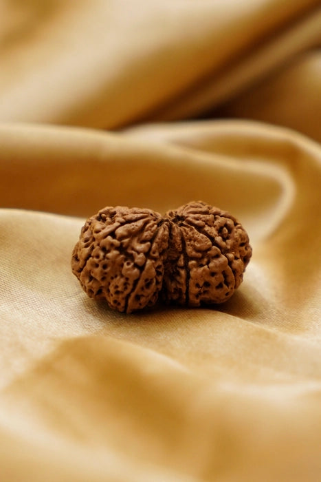 Gauri Shankar Rudraksha