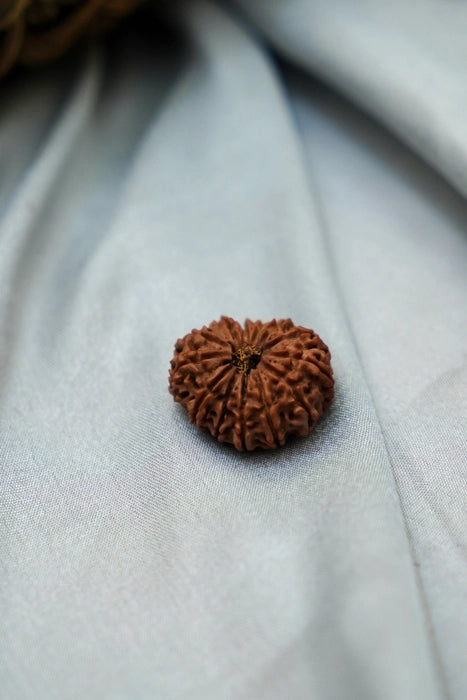 13 Mukhi Rudraksha