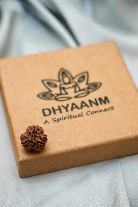 Authentic 3 mukhi rudraksha